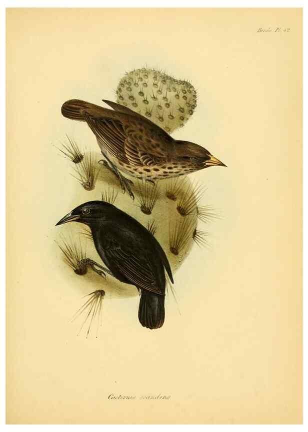Reproducción/Reproduction 8429530105: The zoology of the voyage of H.M.S. Beagle .... London,Smith, Elder & Co.,1838-