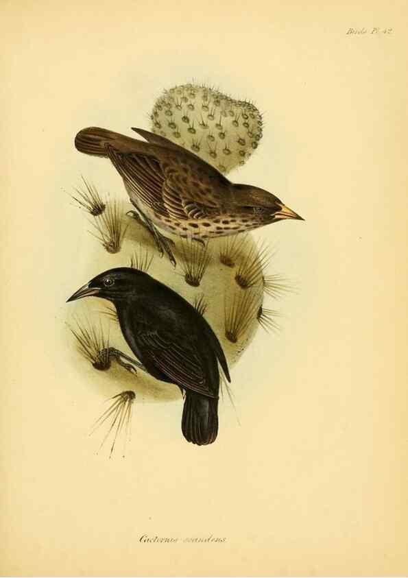 Reproducción/Reproduction 8429530105: The zoology of the voyage of H.M.S. Beagle .... London,Smith, Elder & Co.,1838-