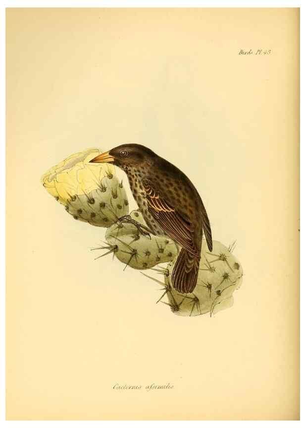 Reproducción/Reproduction 8430617244: The zoology of the voyage of H.M.S. Beagle .... London,Smith, Elder & Co.,1838-