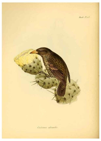 Reproducción/Reproduction 8430617244: The zoology of the voyage of H.M.S. Beagle .... London,Smith, Elder & Co.,1838-
