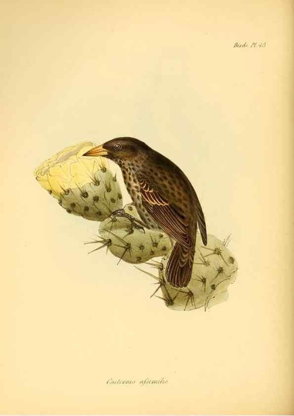 Reproducción/Reproduction 8430617244: The zoology of the voyage of H.M.S. Beagle .... London,Smith, Elder & Co.,1838-