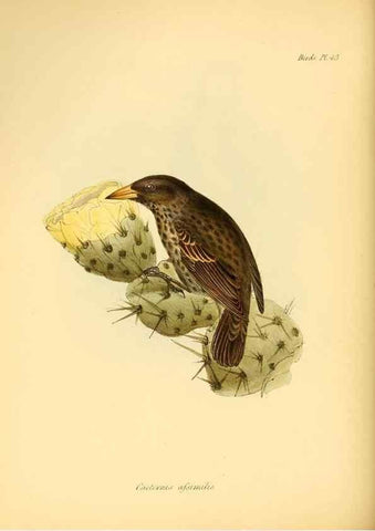 Reproducción/Reproduction 8430617244: The zoology of the voyage of H.M.S. Beagle .... London,Smith, Elder & Co.,1838-