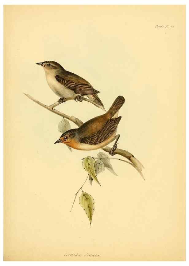Reproducción/Reproduction 8430617632: The zoology of the voyage of H.M.S. Beagle .... London,Smith, Elder & Co.,1838-