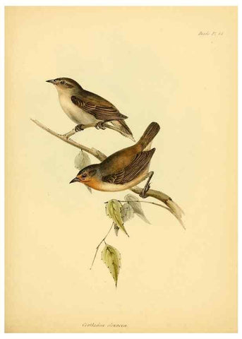 Reproducción/Reproduction 8430617632: The zoology of the voyage of H.M.S. Beagle .... London,Smith, Elder & Co.,1838-