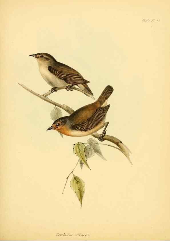 Reproducción/Reproduction 8430617632: The zoology of the voyage of H.M.S. Beagle .... London,Smith, Elder & Co.,1838-