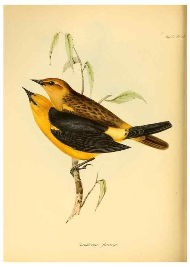 Reproducción/Reproduction 8430618176: The zoology of the voyage of H.M.S. Beagle .... London,Smith, Elder & Co.,1838-