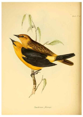 Reproducción/Reproduction 8430618176: The zoology of the voyage of H.M.S. Beagle .... London,Smith, Elder & Co.,1838-