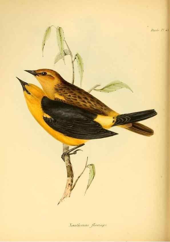 Reproducción/Reproduction 8430618176: The zoology of the voyage of H.M.S. Beagle .... London,Smith, Elder & Co.,1838-