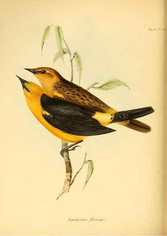 Reproducción/Reproduction 8430618176: The zoology of the voyage of H.M.S. Beagle .... London,Smith, Elder & Co.,1838-