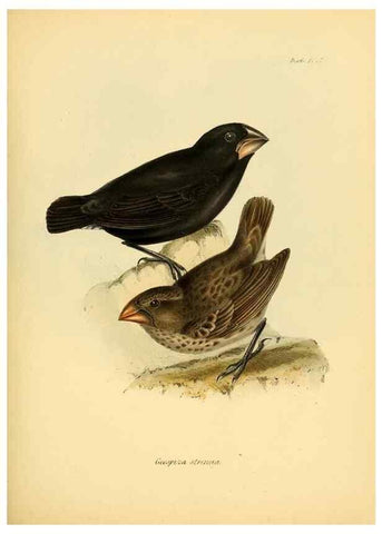 Reproducción/Reproduction 8430614566: The zoology of the voyage of H.M.S. Beagle .... London,Smith, Elder & Co.,1838-