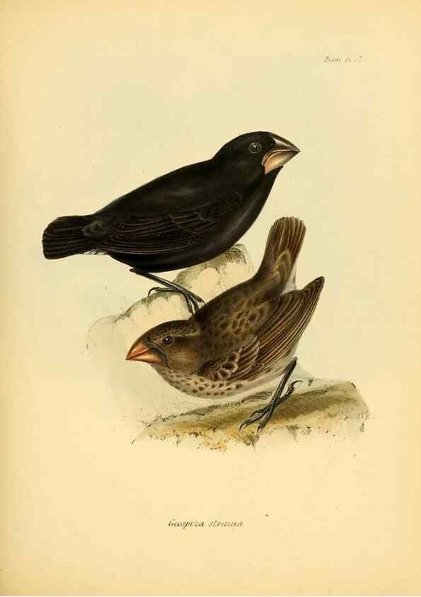 Reproducción/Reproduction 8430614566: The zoology of the voyage of H.M.S. Beagle .... London,Smith, Elder & Co.,1838-
