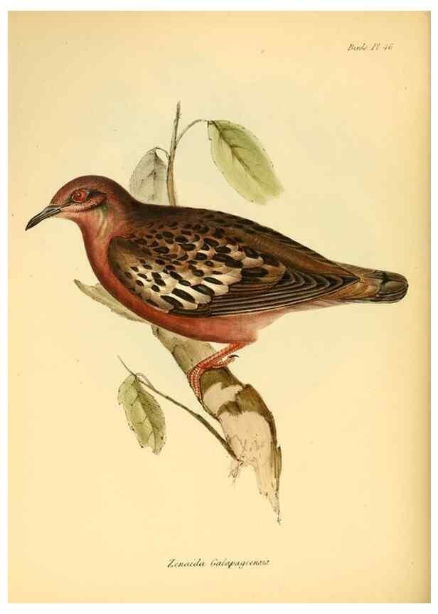 Reproducción/Reproduction 8429531979: The zoology of the voyage of H.M.S. Beagle .... London,Smith, Elder & Co.,1838-