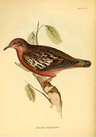 Reproducción/Reproduction 8429531979: The zoology of the voyage of H.M.S. Beagle .... London,Smith, Elder & Co.,1838-