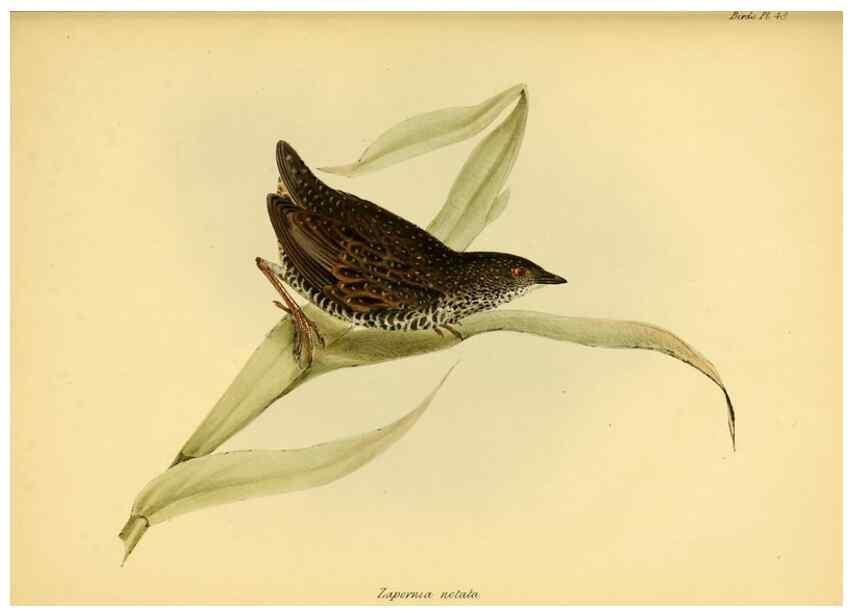 Reproducción/Reproduction 8430619968: The zoology of the voyage of H.M.S. Beagle .... London,Smith, Elder & Co.,1838-