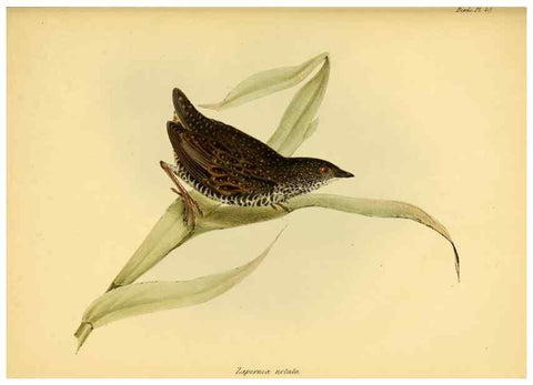 Reproducción/Reproduction 8430619968: The zoology of the voyage of H.M.S. Beagle .... London,Smith, Elder & Co.,1838-