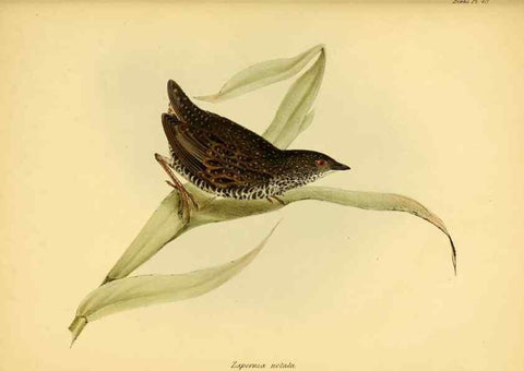 Reproducción/Reproduction 8430619968: The zoology of the voyage of H.M.S. Beagle .... London,Smith, Elder & Co.,1838-