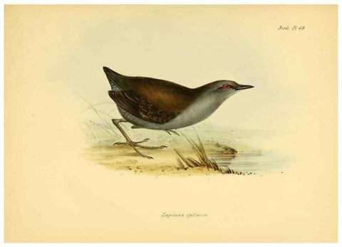 Reproducción/Reproduction 8429533643: The zoology of the voyage of H.M.S. Beagle .... London,Smith, Elder & Co.,1838-