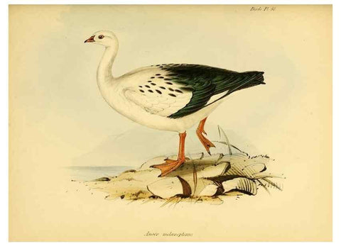 Reproducción/Reproduction 8430620604: The zoology of the voyage of H.M.S. Beagle .... London,Smith, Elder & Co.,1838-