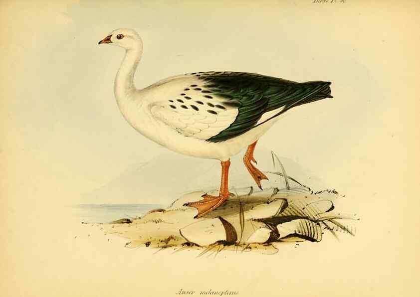 Reproducción/Reproduction 8430620604: The zoology of the voyage of H.M.S. Beagle .... London,Smith, Elder & Co.,1838-