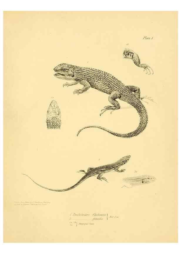 Reproducción/Reproduction 8431744571: The zoology of the voyage of H.M.S. Beagle .... London,Smith, Elder & Co.,1838-