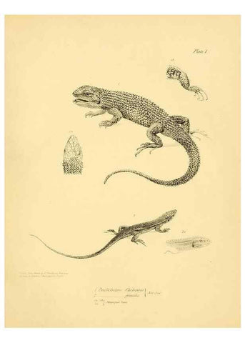 Reproducción/Reproduction 8431744571: The zoology of the voyage of H.M.S. Beagle .... London,Smith, Elder & Co.,1838-
