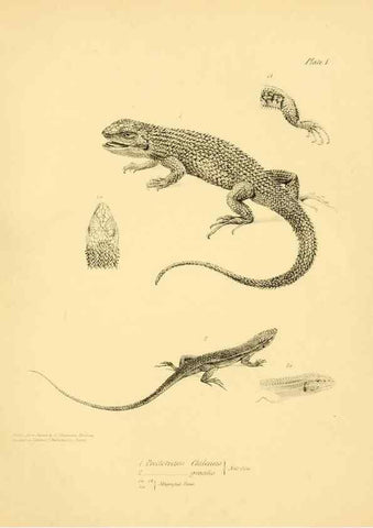 Reproducción/Reproduction 8431744571: The zoology of the voyage of H.M.S. Beagle .... London,Smith, Elder & Co.,1838-