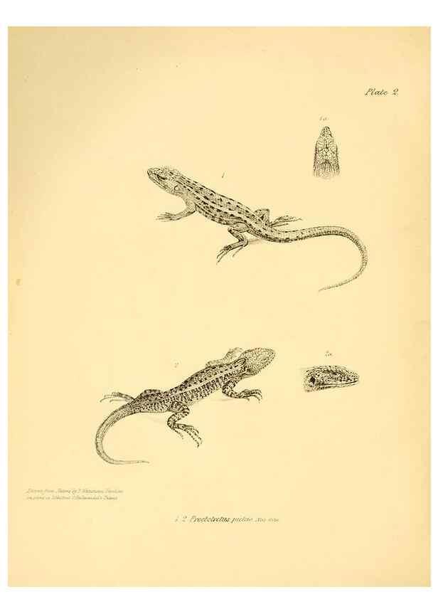 Reproducción/Reproduction 8431744869: The zoology of the voyage of H.M.S. Beagle .... London,Smith, Elder & Co.,1838-