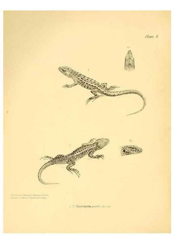 Reproducción/Reproduction 8431744869: The zoology of the voyage of H.M.S. Beagle .... London,Smith, Elder & Co.,1838-