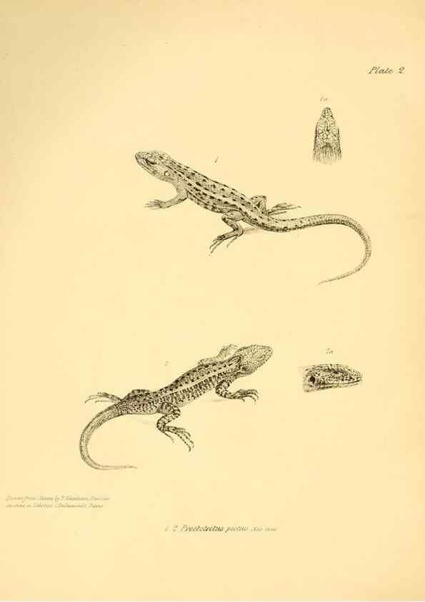 Reproducción/Reproduction 8431744869: The zoology of the voyage of H.M.S. Beagle .... London,Smith, Elder & Co.,1838-