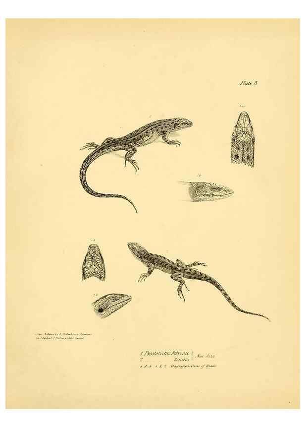 Reproducción/Reproduction 8431745157: The zoology of the voyage of H.M.S. Beagle .... London,Smith, Elder & Co.,1838-
