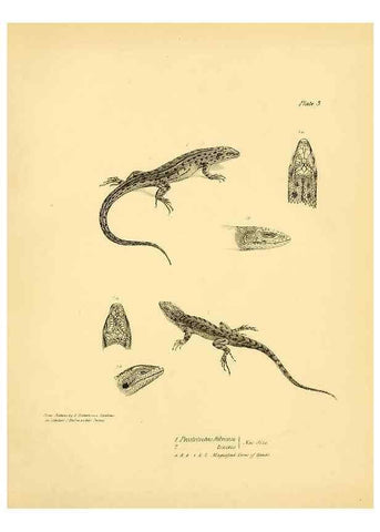 Reproducción/Reproduction 8431745157: The zoology of the voyage of H.M.S. Beagle .... London,Smith, Elder & Co.,1838-