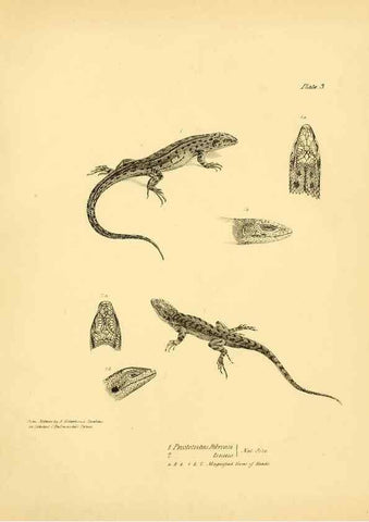Reproducción/Reproduction 8431745157: The zoology of the voyage of H.M.S. Beagle .... London,Smith, Elder & Co.,1838-
