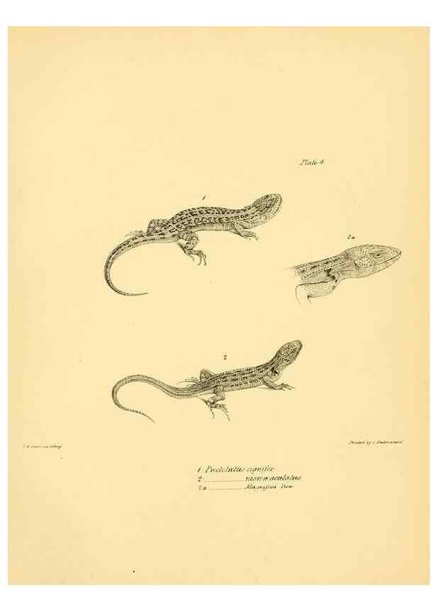 Reproducción/Reproduction 8431745497: The zoology of the voyage of H.M.S. Beagle .... London,Smith, Elder & Co.,1838-