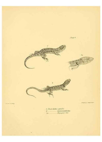 Reproducción/Reproduction 8431745497: The zoology of the voyage of H.M.S. Beagle .... London,Smith, Elder & Co.,1838-