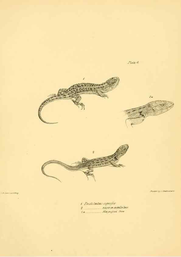 Reproducción/Reproduction 8431745497: The zoology of the voyage of H.M.S. Beagle .... London,Smith, Elder & Co.,1838-