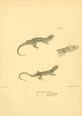 Reproducción/Reproduction 8431745497: The zoology of the voyage of H.M.S. Beagle .... London,Smith, Elder & Co.,1838-