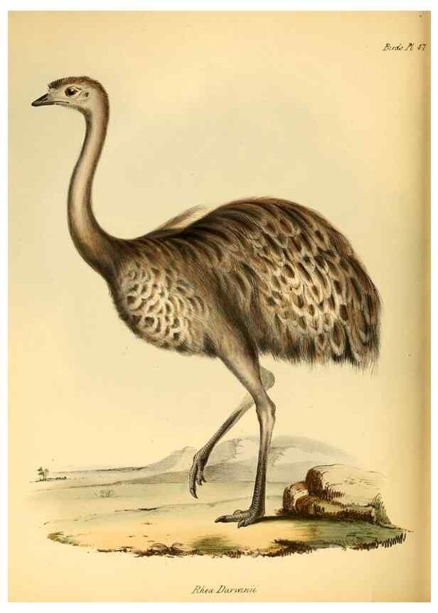 Reproducción/Reproduction 8429532695: The zoology of the voyage of H.M.S. Beagle .... London,Smith, Elder & Co.,1838-
