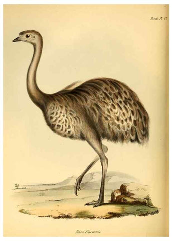 Reproducción/Reproduction 8429532695: The zoology of the voyage of H.M.S. Beagle .... London,Smith, Elder & Co.,1838-