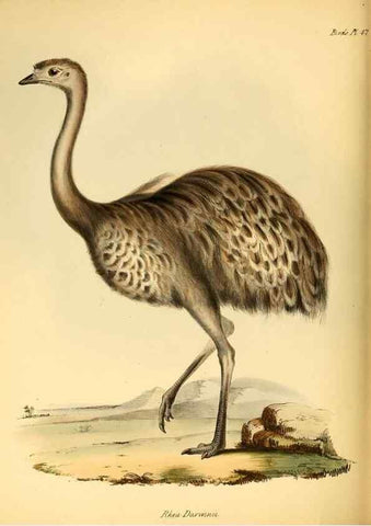 Reproducción/Reproduction 8429532695: The zoology of the voyage of H.M.S. Beagle .... London,Smith, Elder & Co.,1838-