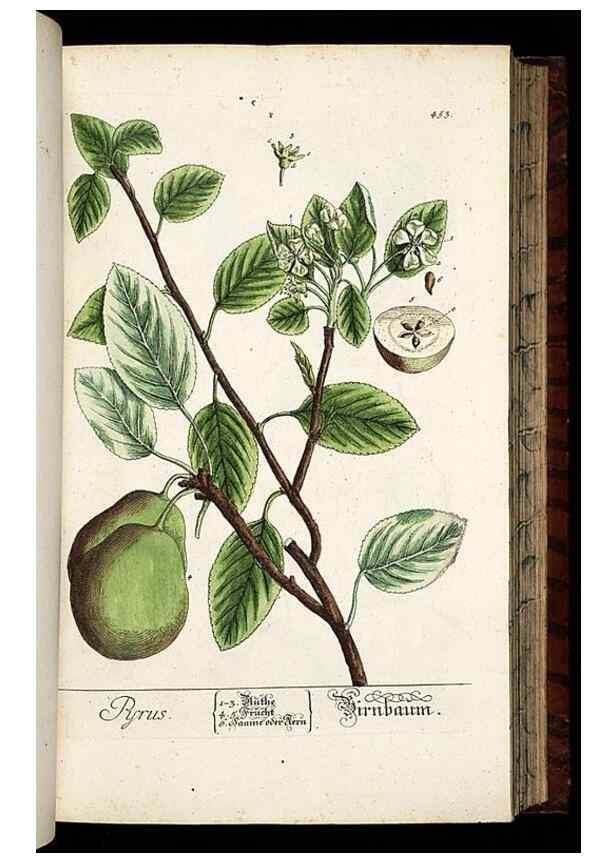 Reproducción/Reproduction 8430050784: Herbarium Blackwellianum emendatum et auctum, id est, Elisabethae Blackwell collectio stirpium. Norimbergae : Typis Io. Iosephi Fleischmanni, 1750-1773.