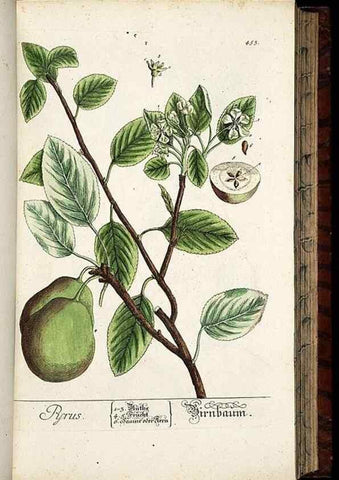 Reproducción/Reproduction 8430050784: Herbarium Blackwellianum emendatum et auctum, id est, Elisabethae Blackwell collectio stirpium. Norimbergae : Typis Io. Iosephi Fleischmanni, 1750-1773.
