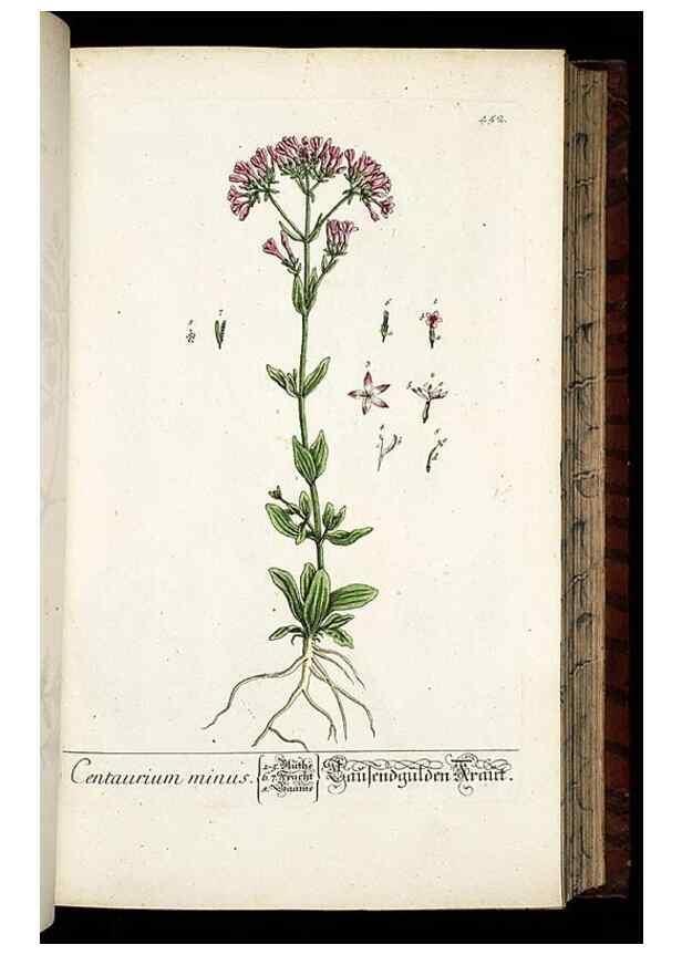 Reproducción/Reproduction 8430050642: Herbarium Blackwellianum emendatum et auctum, id est, Elisabethae Blackwell collectio stirpium. Norimbergae : Typis Io. Iosephi Fleischmanni, 1750-1773.
