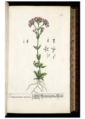 Reproducción/Reproduction 8430050642: Herbarium Blackwellianum emendatum et auctum, id est, Elisabethae Blackwell collectio stirpium. Norimbergae : Typis Io. Iosephi Fleischmanni, 1750-1773.