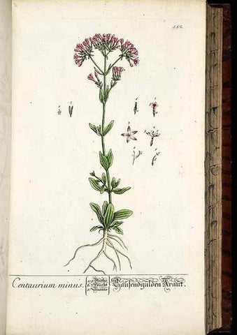 Reproducción/Reproduction 8430050642: Herbarium Blackwellianum emendatum et auctum, id est, Elisabethae Blackwell collectio stirpium. Norimbergae : Typis Io. Iosephi Fleischmanni, 1750-1773.