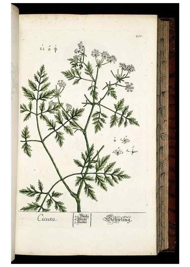 Reproducción/Reproduction 8428962013: Herbarium Blackwellianum emendatum et auctum, id est, Elisabethae Blackwell collectio stirpium. Norimbergae : Typis Io. Iosephi Fleischmanni, 1750-1773.