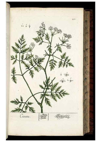 Reproducción/Reproduction 8428962013: Herbarium Blackwellianum emendatum et auctum, id est, Elisabethae Blackwell collectio stirpium. Norimbergae : Typis Io. Iosephi Fleischmanni, 1750-1773.