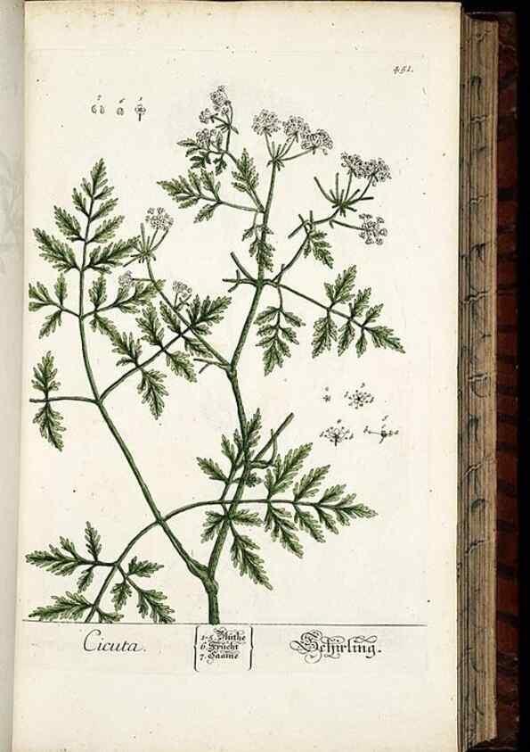 Reproducción/Reproduction 8428962013: Herbarium Blackwellianum emendatum et auctum, id est, Elisabethae Blackwell collectio stirpium. Norimbergae : Typis Io. Iosephi Fleischmanni, 1750-1773.