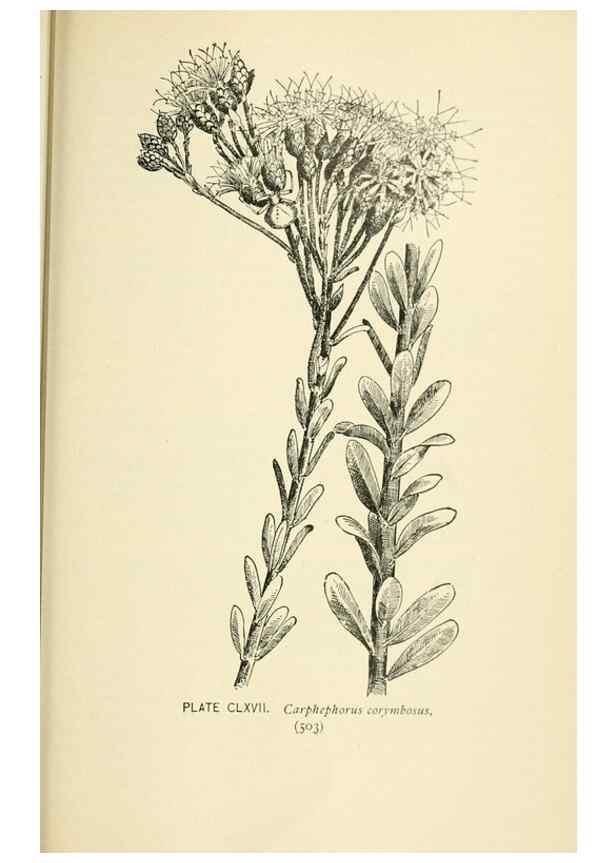 Reproducción/Reproduction 8427320820: Southern wild flowers and trees,. New York,Stokes[1901]