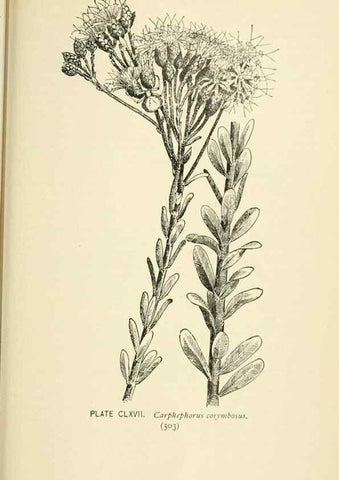 Reproducción/Reproduction 8427320820: Southern wild flowers and trees,. New York,Stokes[1901]
