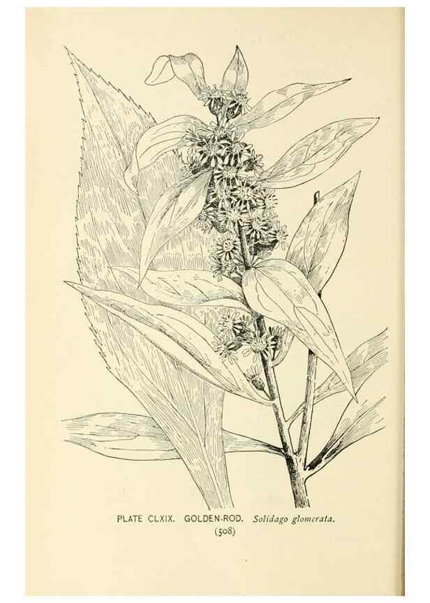 Reproducción/Reproduction 8426230743: Southern wild flowers and trees,. New York,Stokes[1901]